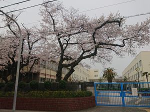 校門横の桜